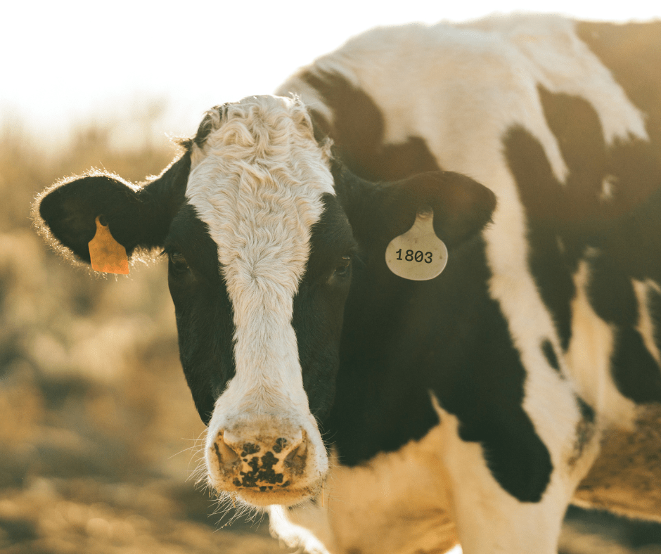 1803 – A Short Story of a Mothers Loss