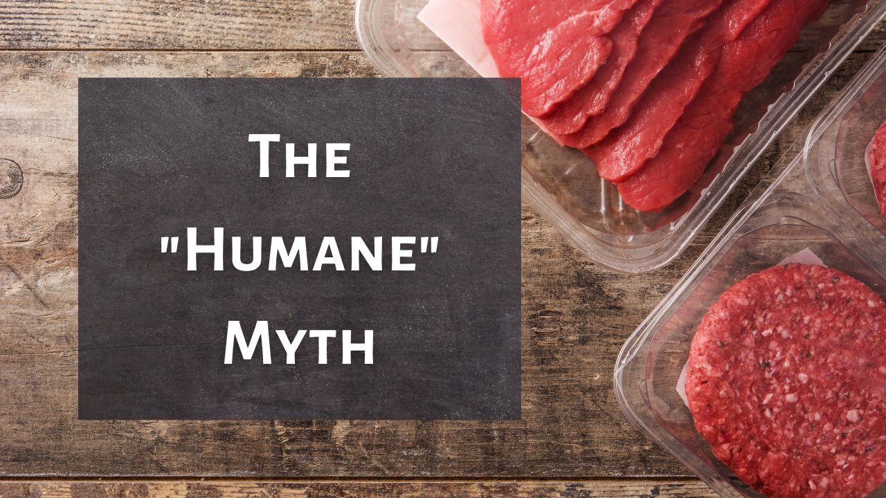 The Humane Myth – For Animals.