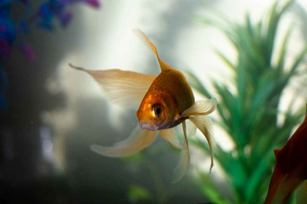 A Glass Prison – Why Fish Shouldn’t Be Kept in&nbsp;Tanks