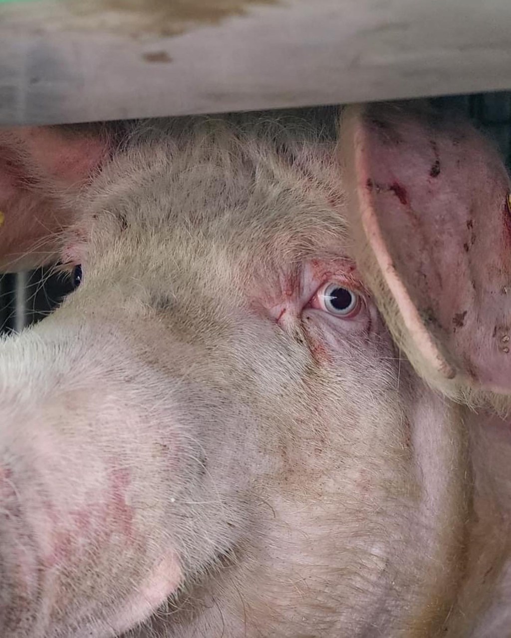 Pigs Going Into Slaughterhouse – Did You Pay for This?