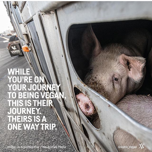 While You’re on Your “Journey” to Being Vegan, This is Their Journey. Theirs is a One Way&nbsp;Trip.