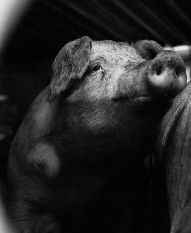 “When You Dropped Him In Your Trolly, You Took Away His Life” – Poem by Emma&nbsp;Murphy