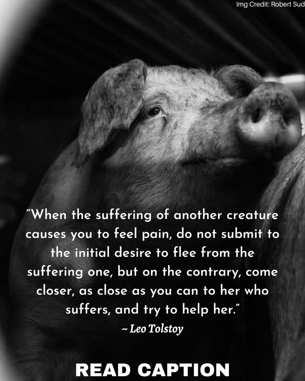 Slaughterhouse – House. Of.&nbsp;Slaughter.