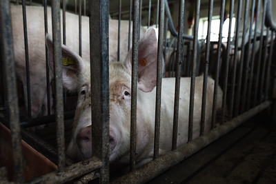 The Cruel Reality of Pig&nbsp;Farming
