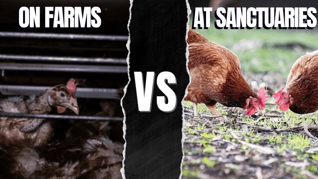 Chickens in the Egg Industry VS at&nbsp;Sanctuaries