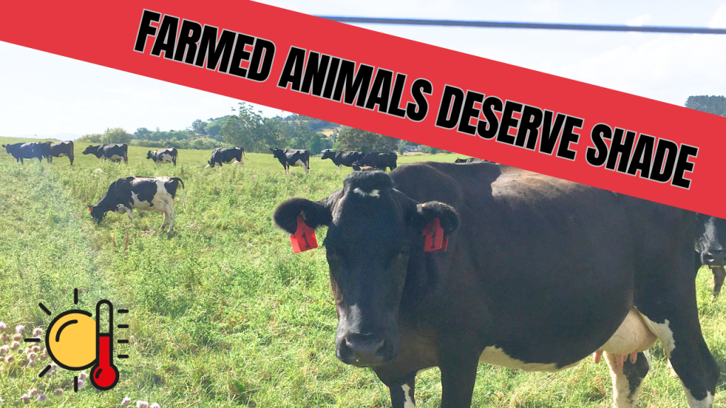 Farmed Animals Deserve&nbsp;Shade