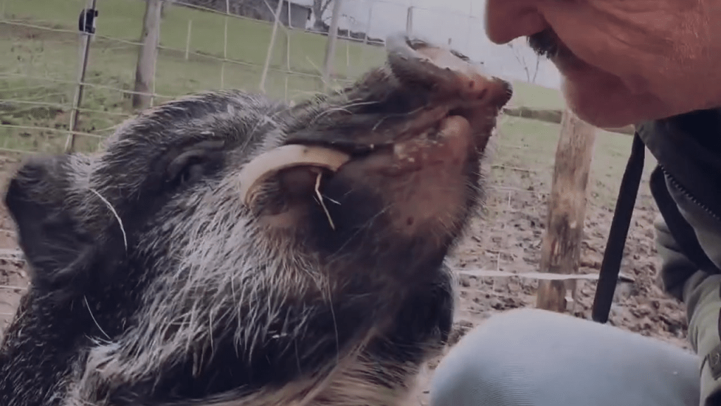 Sanctuaries or Slaughterhouses? It’s Up To&nbsp;You